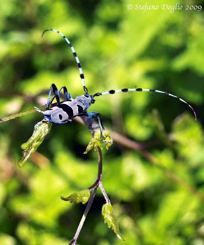 Rosalia alpina